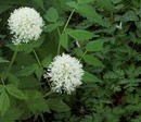 Czerniec czerwony (Actaea rubra) - roślina cieniolubna.